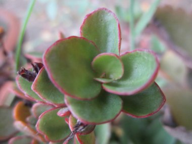  Yaprak, yeşillik ve yeşil doğa  