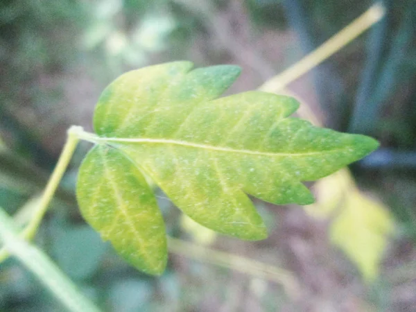 Leaves Foliage Green Nature — Stock Photo, Image