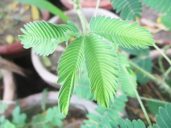 Hojas Follaje Naturaleza Verde —  Fotos de Stock