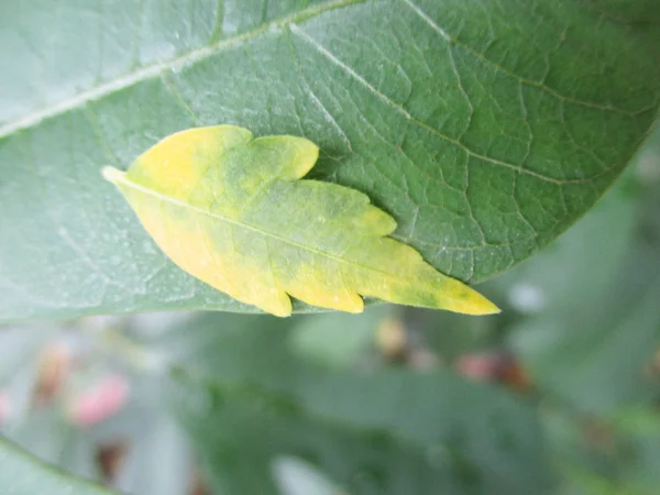 Foglie Fogliame Natura Verde — Foto Stock