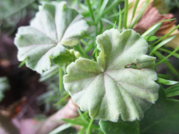 Leaves Foliage Green Nature — Stock Photo, Image