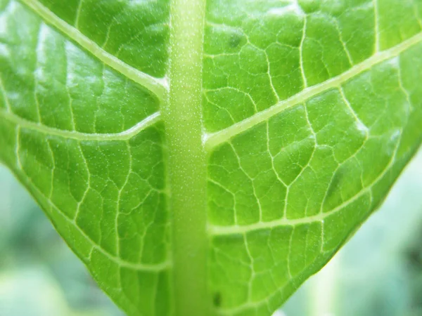 Blätter Laub Und Grüne Natur — Stockfoto