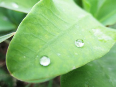  Yaprak, yeşillik ve yeşil doğa  