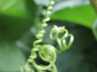  Yaprak, yeşillik ve yeşil doğa  