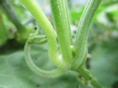  Yaprak, yeşillik ve yeşil doğa  