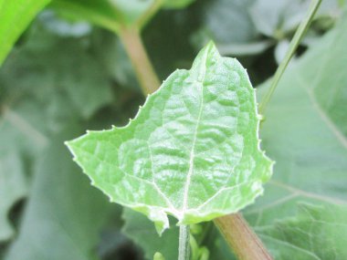  Yaprak, yeşillik ve yeşil doğa  