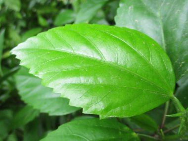  Yaprak, yeşillik ve yeşil doğa  