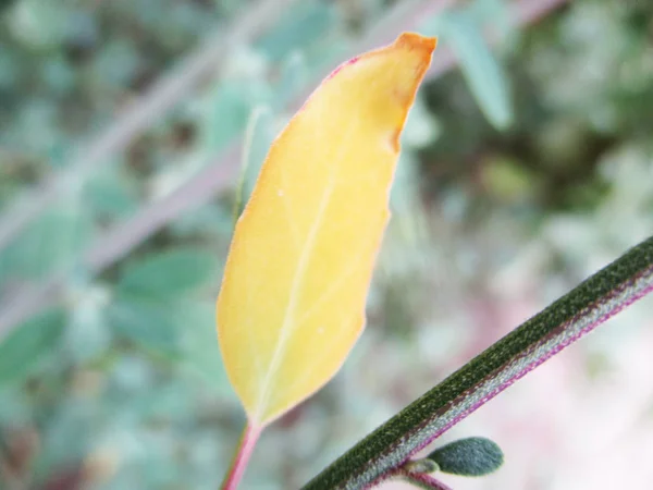 Φύλλα Φύλλωμα Και Πράσινο Της Φύσης — Φωτογραφία Αρχείου