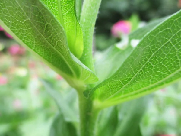 Folhas Folhagem Natureza Verde — Fotografia de Stock