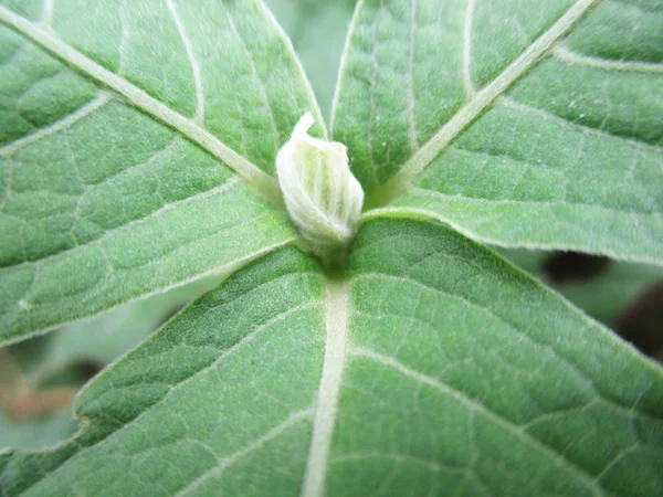 Hojas Follaje Naturaleza Verde — Foto de Stock