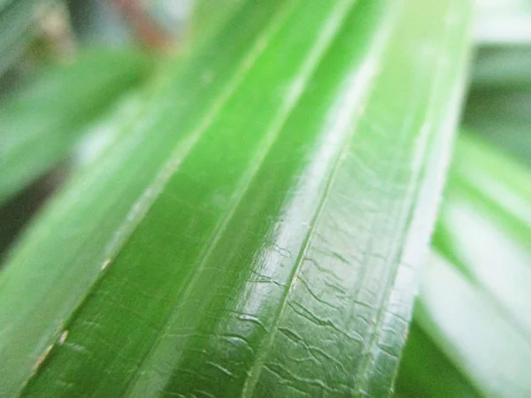 Feuilles Feuillage Nature Verte — Photo