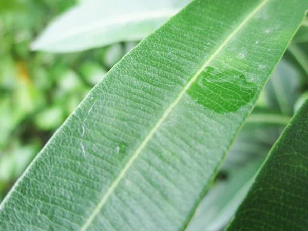 Blad Bladverk Och Grön Natur — Stockfoto