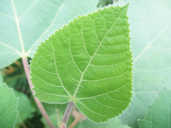 Blätter Laub Und Grüne Natur — Stockfoto