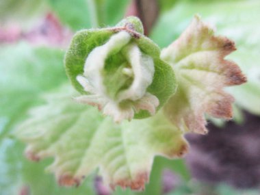  Yaprak, yeşillik ve yeşil doğa  