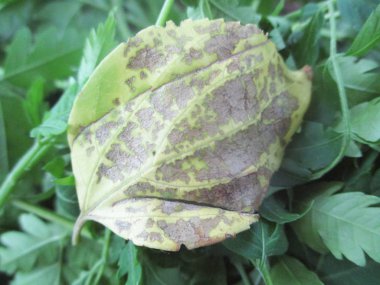 Yaprak, yeşillik ve yeşil doğa  