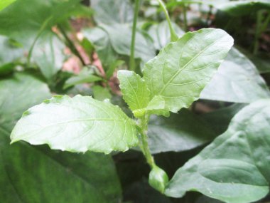 Yaprak, yeşillik ve yeşil doğa  