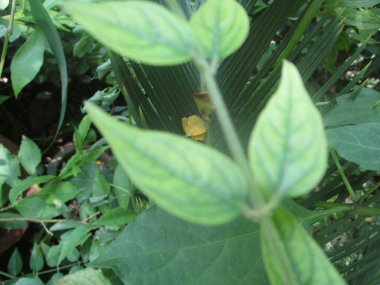 Yaprak, yeşillik ve yeşil doğa  