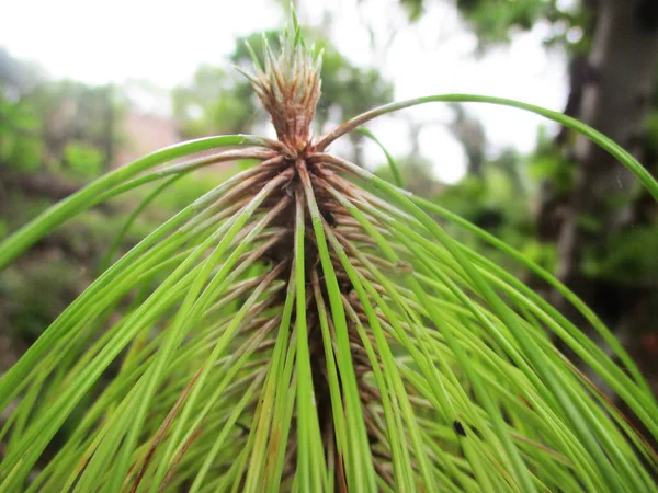 Hojas Follaje Naturaleza Verde —  Fotos de Stock