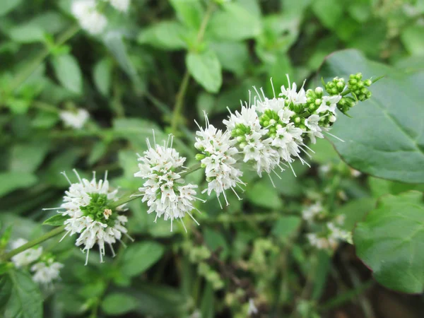 Folhas Folhagem Natureza Verde — Fotografia de Stock