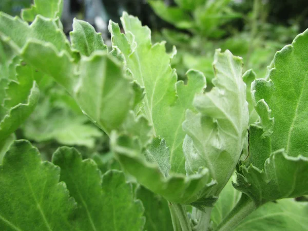 Blade Foliage Grøn Natur - Stock-foto