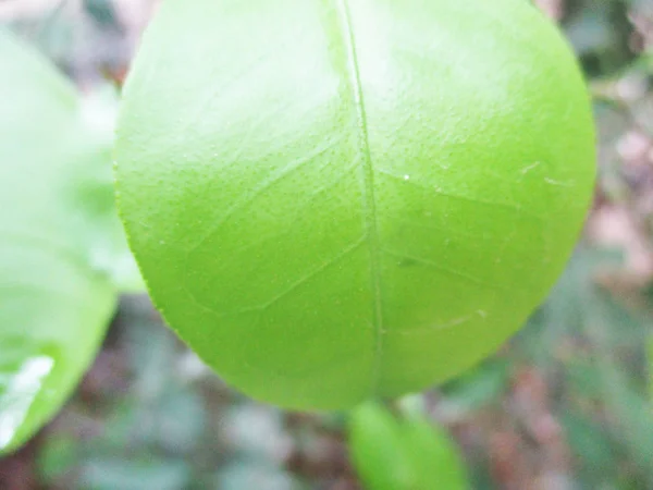 Листья Листва Зеленая Природа — стоковое фото