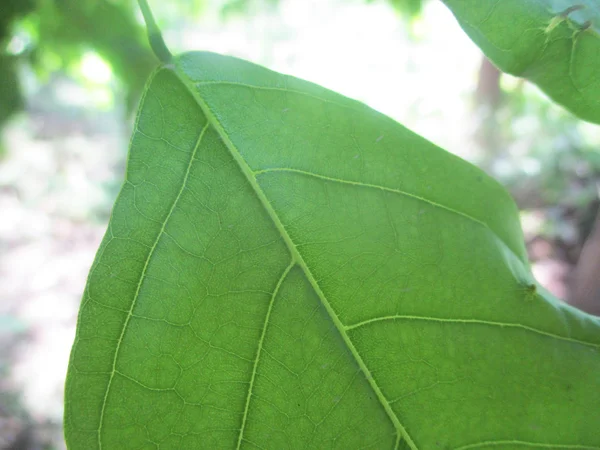 Blad Bladverk Och Grön Natur — Stockfoto