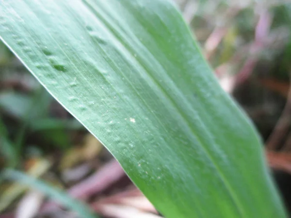 Folhas Folhagem Natureza Verde — Fotografia de Stock