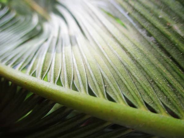 Loof Bladeren Groene Natuur — Stockfoto