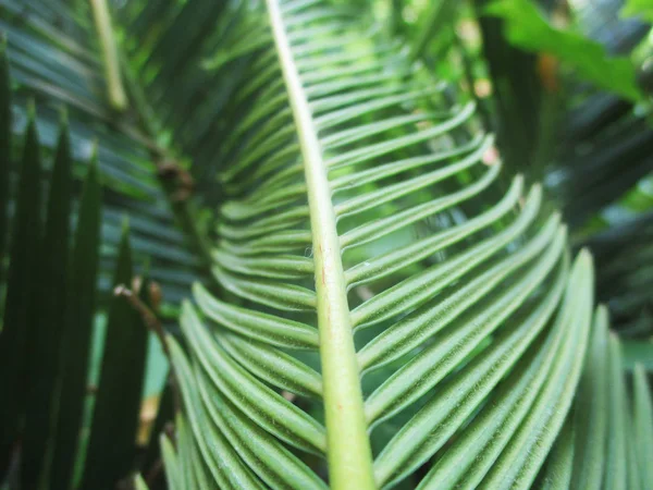 Hojas Follaje Naturaleza Verde —  Fotos de Stock