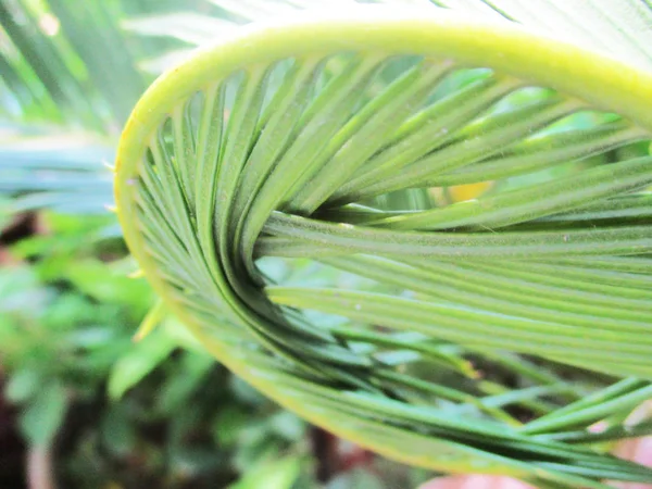 Hojas Follaje Naturaleza Verde —  Fotos de Stock