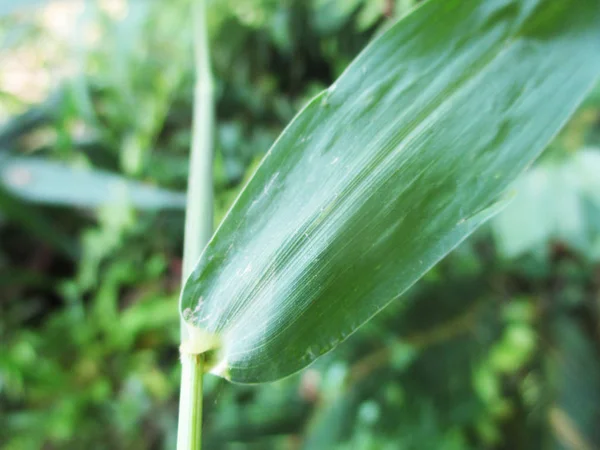 Folhas Folhagem Natureza Verde — Fotografia de Stock