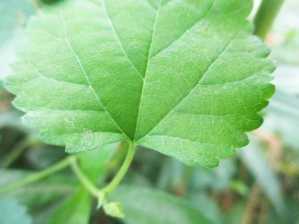 Листья Листва Зеленая Природа — стоковое фото