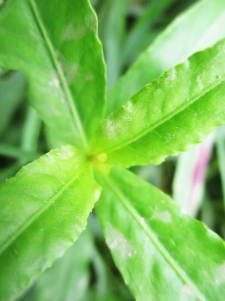 Loof Bladeren Groene Natuur — Stockfoto