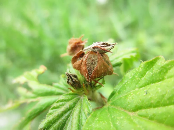 Loof Bladeren Groene Natuur — Stockfoto