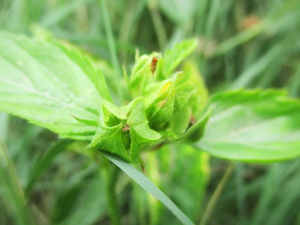 Leaves Foliage Green Nature — Stock Photo, Image