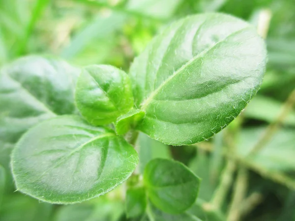 Loof Bladeren Groene Natuur — Stockfoto