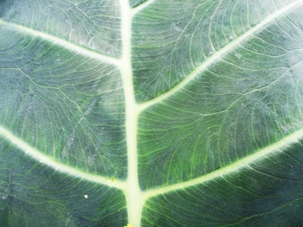 Blätter Laub Und Grüne Natur — Stockfoto