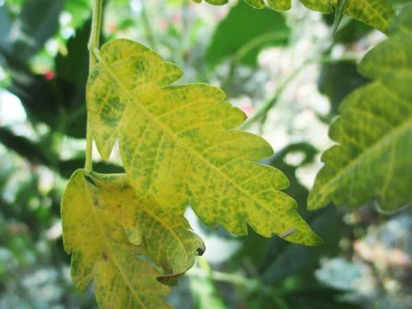 Foglie Fogliame Natura Verde — Foto Stock