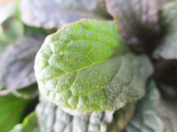 Loof Bladeren Groene Natuur — Stockfoto