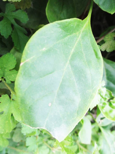 Loof Bladeren Groene Natuur — Stockfoto