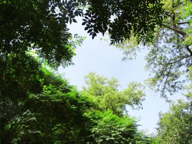  Yaprak, yeşillik ve yeşil doğa  