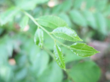  Yaprak, yeşillik ve yeşil doğa  