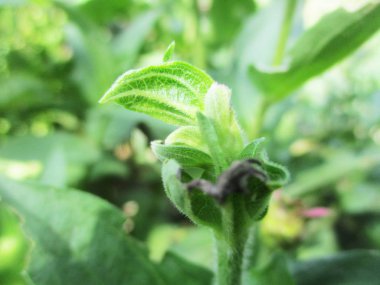  Yaprak, yeşillik ve yeşil doğa  