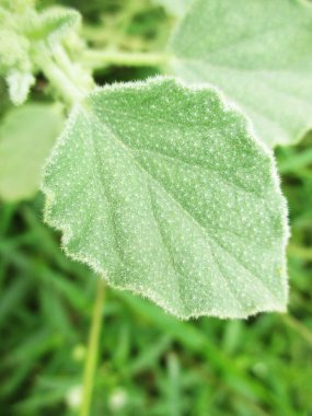 Yaprak, yeşillik ve yeşil doğa