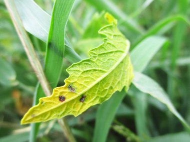 Yaprak, yeşillik ve yeşil doğa