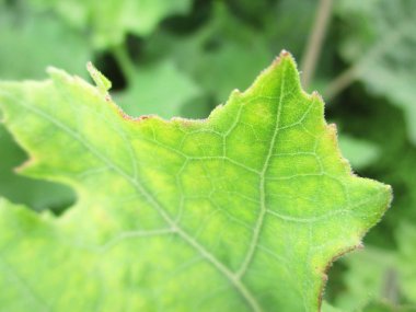 Yaprak, yeşillik ve yeşil doğa