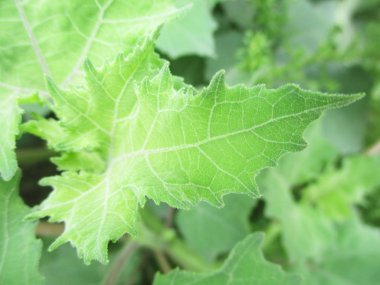 Yaprak, yeşillik ve yeşil doğa