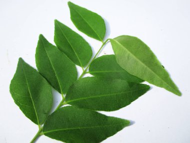 Yaprak, yeşillik ve yeşil doğa