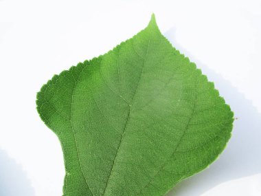 Yaprak, yeşillik ve yeşil doğa