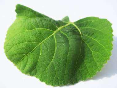 Yaprak, yeşillik ve yeşil doğa